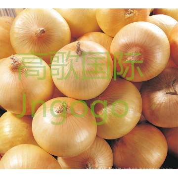 Chinese Fresh Good Quality Yellow Onion